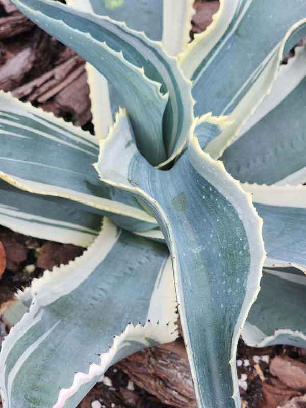 Lg. Alluring Ivory Curls Agave Plant (agave gypsophila marginata) - Image 2