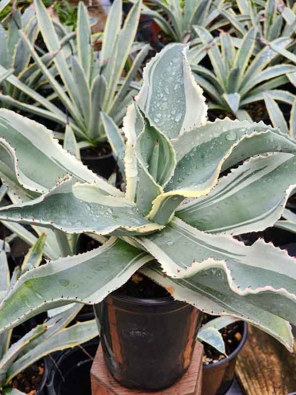 Lg. Alluring Ivory Curls Agave Plant (agave gypsophila marginata) - Image 4
