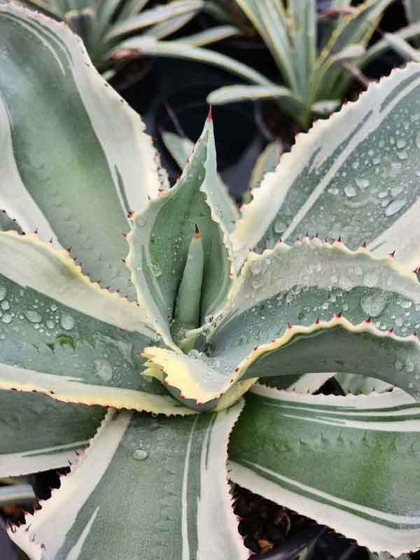 Lg. Alluring Ivory Curls Agave Plant (agave gypsophila marginata) - Image 3