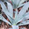 Lg. Gigenta Silver Haze Agave Plant (agave gigantensis)