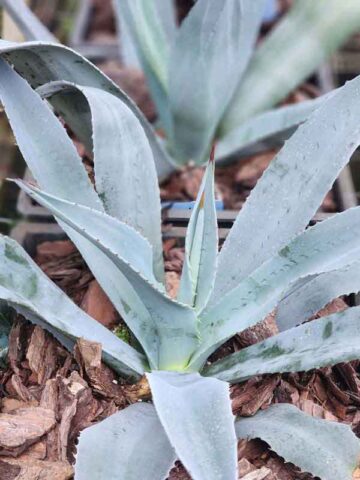 Lg. Gigenta Silver Haze Agave Plant (agave gigantensis)