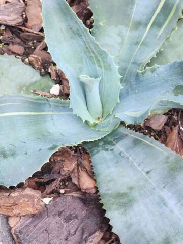 Lg. Eye Catching Lemon Twist Agave Plant (agave gypsophila marginata)