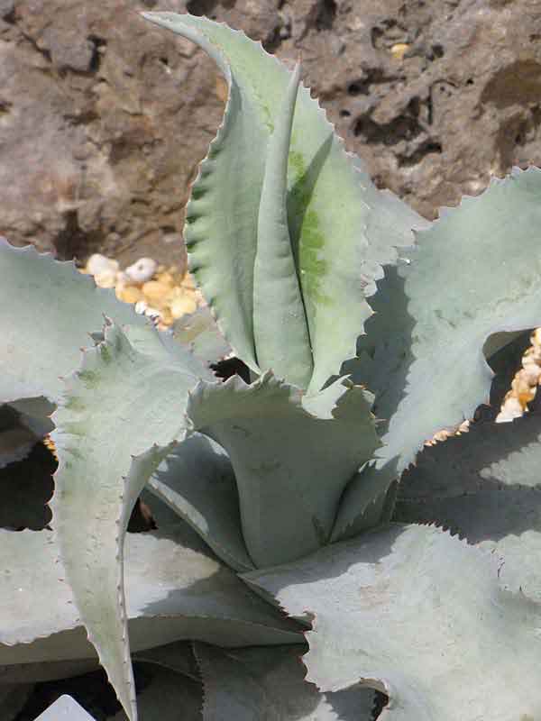Lg. Wavy Blue Ruffled Leaf Agave Plant (agave gypsophila blue) - Image 2