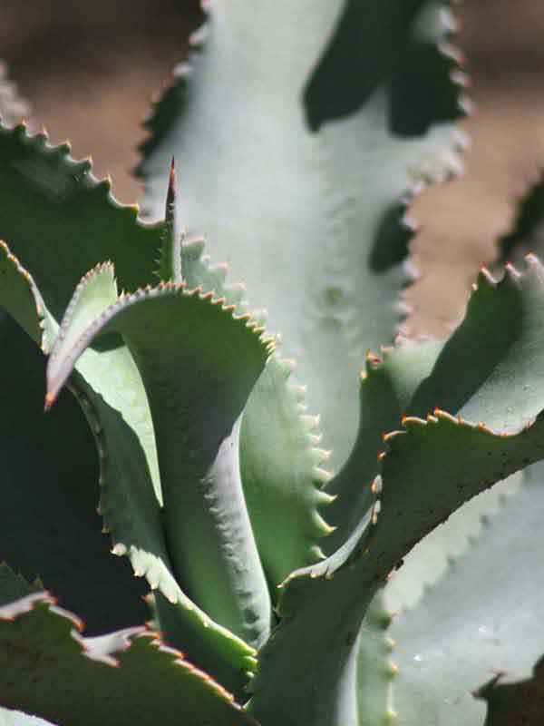 Lg. Wavy Blue Ruffled Leaf Agave Plant (agave gypsophila blue) - Image 3