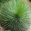 Lg. Foxy Hedgehog, Best Solitary Container Agave Plant (agave geminiflora)
