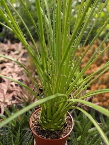 Lg. Foxy Hedgehog, Best Solitary Container Agave Plant (agave geminiflora) - Image 5