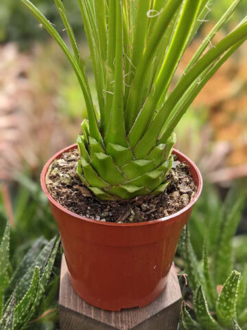 Lg. Foxy Hedgehog, Best Solitary Container Agave Plant (agave geminiflora) - Image 6