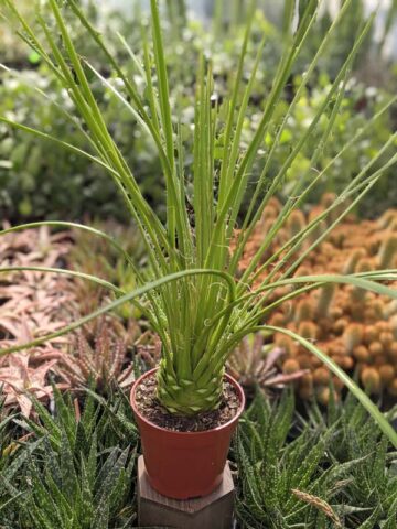 Lg. Foxy Hedgehog, Best Solitary Container Agave Plant (agave geminiflora) - Image 7