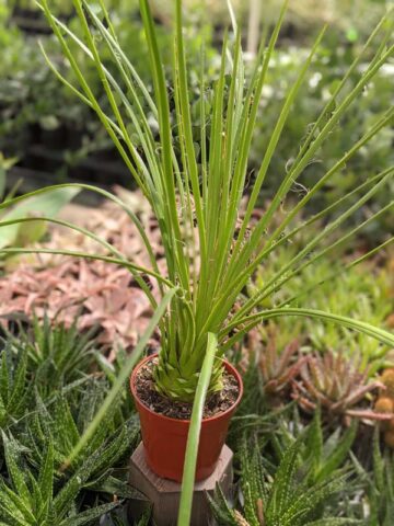Lg. Foxy Hedgehog, Best Solitary Container Agave Plant (agave geminiflora) - Image 4