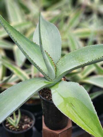Lg. Thick Leaf Striata Variegated Agave Plant (agave guiengola sp)