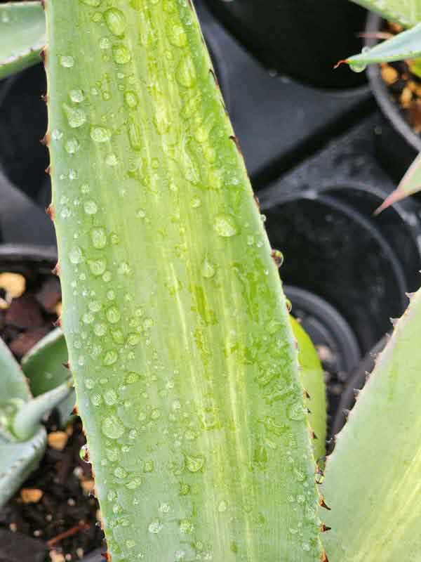 Lg. Thick Leaf Striata Variegated Agave Plant (agave guiengola sp) - Image 5