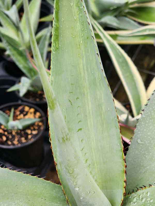 Lg. Thick Leaf Striata Variegated Agave Plant (agave guiengola sp) - Image 4