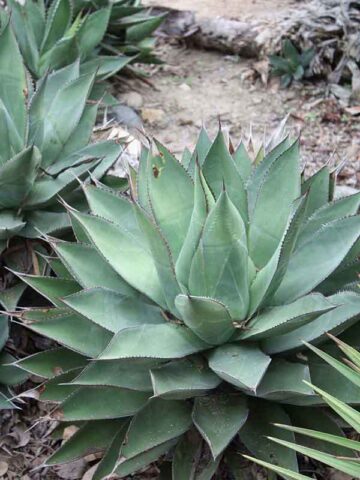 Lg. Giant Silver Rosette Agave Plant (agave guiengola sp)