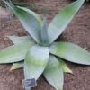 Lg. Massive Platinum Agave Plant (agave guiengola)