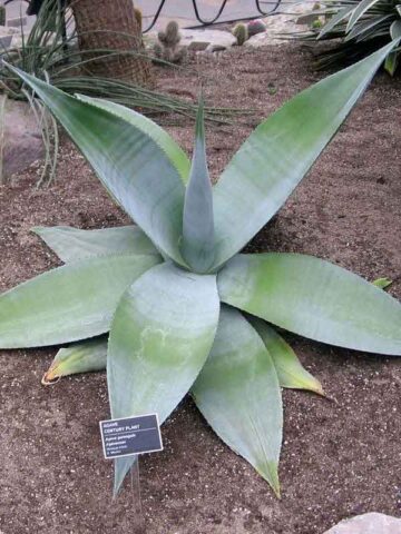 Lg. Massive Platinum Agave Plant (agave guiengola)