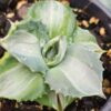 Lg. Petite Spilt Milk Agave Plant (agave isthmensis sp)