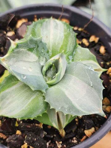 Lg. Petite Spilt Milk Agave Plant (agave isthmensis sp)