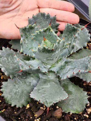Lg. Hoji Raijin Agave (agave isthmensis sp.)
