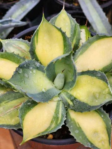 Lg. Colorful Rum Runner Agave Plant (agave isthmensis sp)