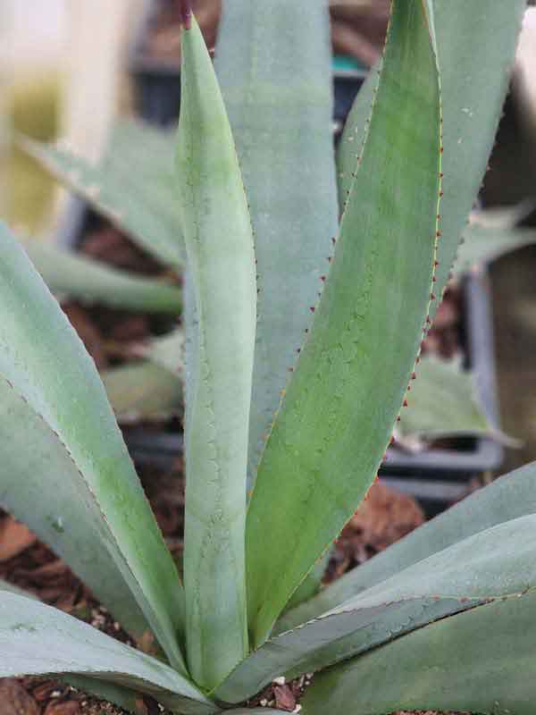 Lg. True Blue Mezcal Agave Plant (agave kar.) - Image 5