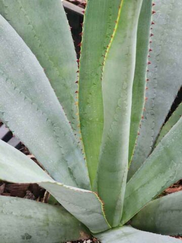 Lg. True Blue Mezcal Agave Plant (agave kar.) - Image 4
