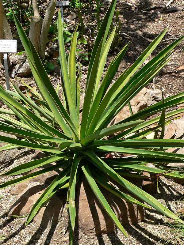 Lg. True Blue Mezcal Agave Plant (agave kar.) - Image 2