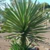 Lg. True Blue Mezcal Agave Plant (agave kar.)
