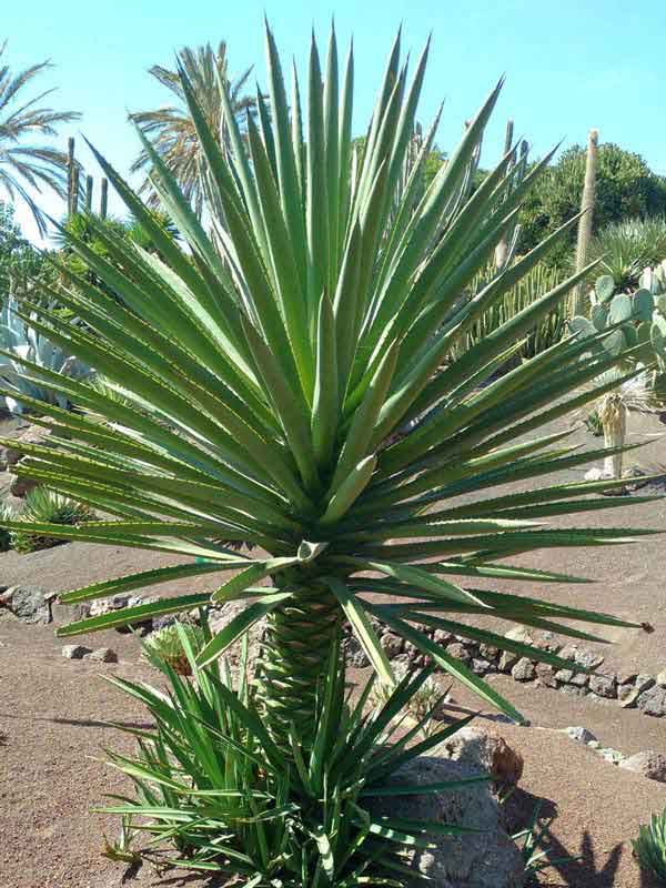 Lg. True Blue Mezcal Agave Plant (agave kar.)