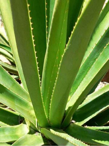 Lg. True Blue Mezcal Agave Plant (agave kar.) - Image 3