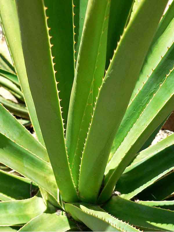 Lg. True Blue Mezcal Agave Plant (agave kar.) - Image 3