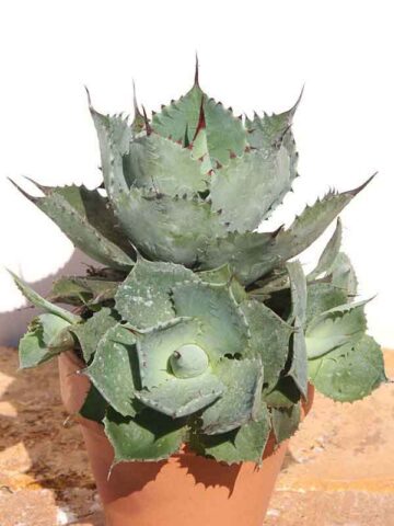 Lg. Engaging Confederate Rose Agave Plant (agave kichijokan)