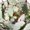 Lg. Variegated Kissho Kan Agave Plant (agave potatorum sp)
