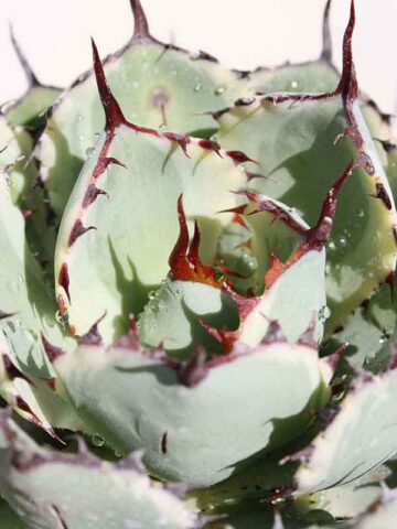 Lg. Variegated Kissho Kan Agave Plant (agave potatorum sp)