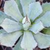 Lg. Nishiki Rosette Kissho Kan Agave Plant (agave potatorum sp)