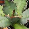 Lg. Super Gnarly Japanese Fish Hook Agave Plant (agave oteroi kyoto)