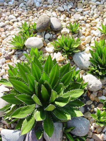 Lg. Rio Grande Agave Plant (agave lophantha)