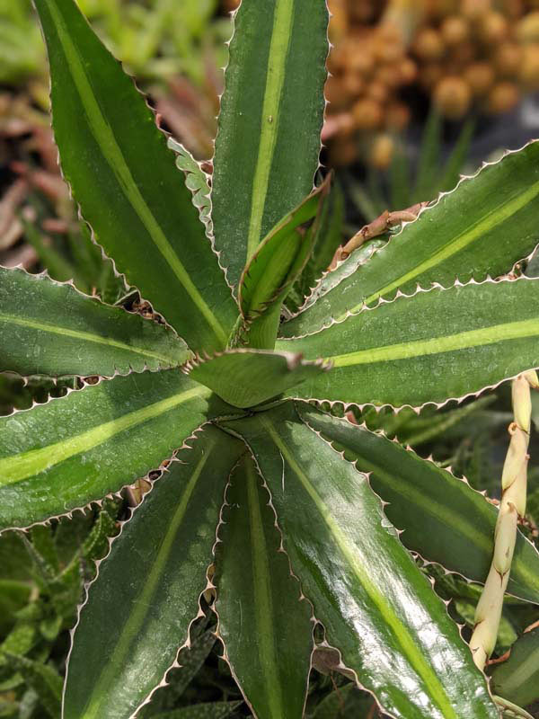 Lg. Rio Grande Agave Plant (agave lophantha) - Image 8