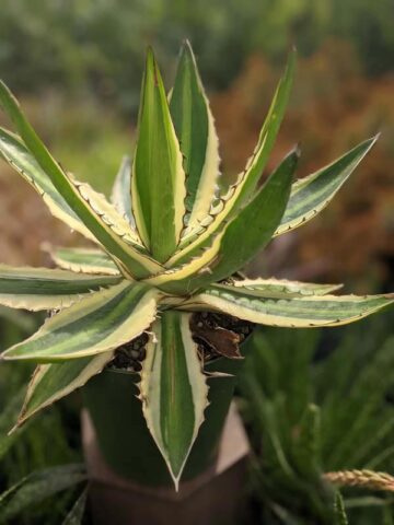 Lg. Quadricolor Rio Grande Agave Plant (agave lophantha) - Image 5