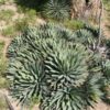 Lg. Blue, Black-Spined Rosette Agave Plant (agave macroacantha)