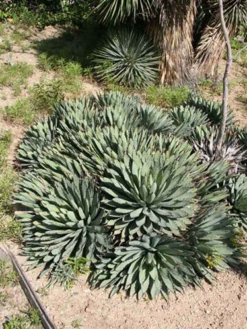 Lg. Blue, Black-Spined Rosette Agave Plant (agave macroacantha)