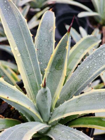 Lg. Colorful Blue Ribbon Variegated Agave Plant (agave macroacantha sp)