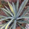 Lg. Murpheyi Varigata Grandis Agave Plant (agave murpheyi sp)