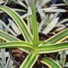 Lg. Beautiful Nizanda Green Striped Agave Plant (agave nizandensis sp)