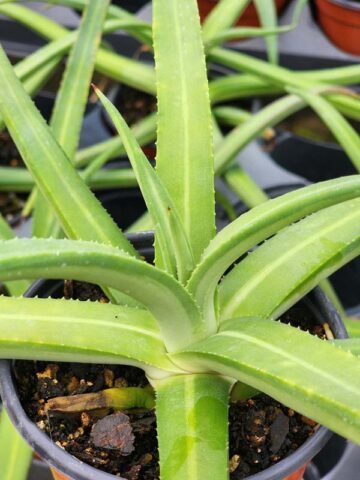 Lg. Beautiful Nizanda Green Striped Agave Plant (agave nizandensis sp)
