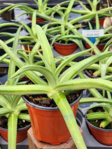 Alternative view of Lg. Beautiful Nizanda Green Striped Agave Plant (agave nizandensis sp)