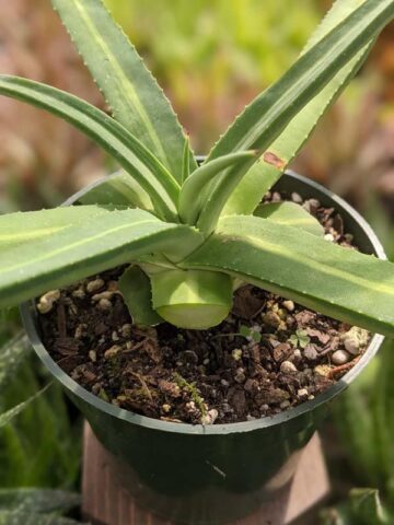 Lg. Beautiful Nizanda Green Striped Agave Plant (agave nizandensis sp) - Image 3