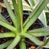Lg. Long-leaf Ocahui Agave Plant (agave ocahui longifolia)
