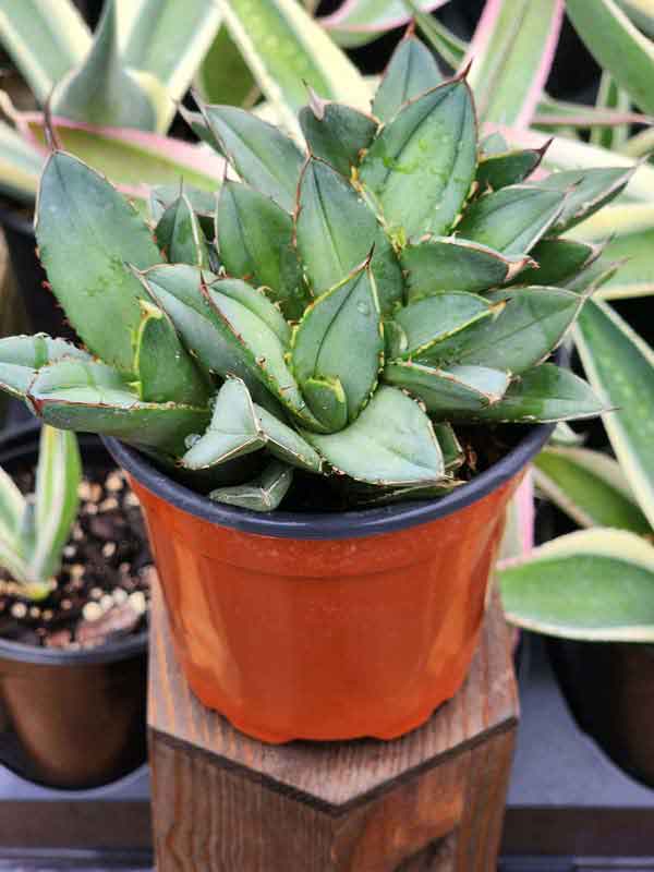 Lg. RARE Dwarf Blue Crested Agave Plant (agave parrasana sp) - Image 4