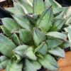 Lg. RARE Dwarf Blue Crested Agave Plant (agave parrasana sp)