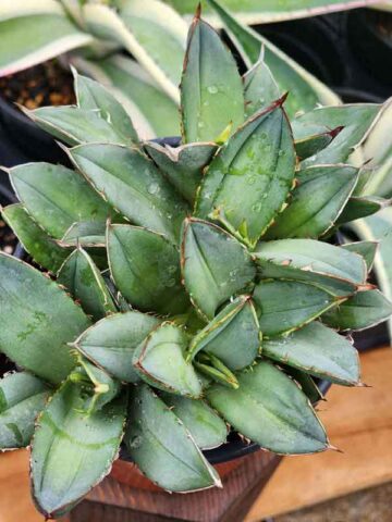 Lg. RARE Dwarf Blue Crested Agave Plant (agave parrasana sp)